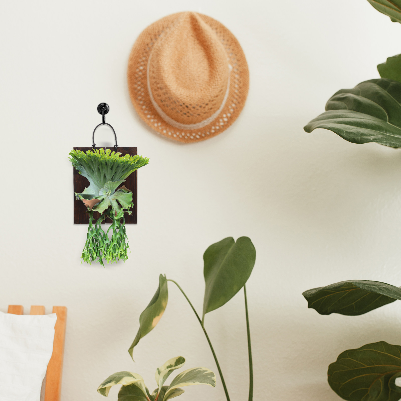 スタッグホーンファーン用マウントボード 木製 垂直ガーデン  - Home Office With Plants のレビューと価格